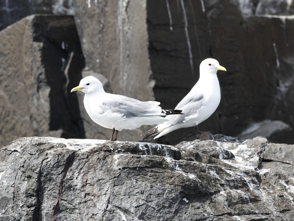Black-legged Kittiwake - ML645291252