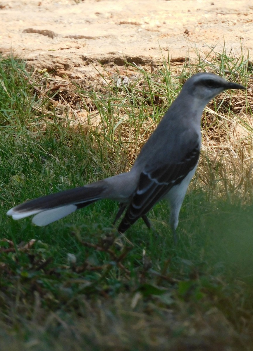 Tropikal Taklitçi - ML645291257