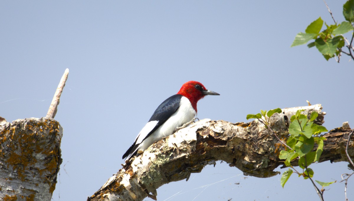 Red-headed Woodpecker - ML645291264