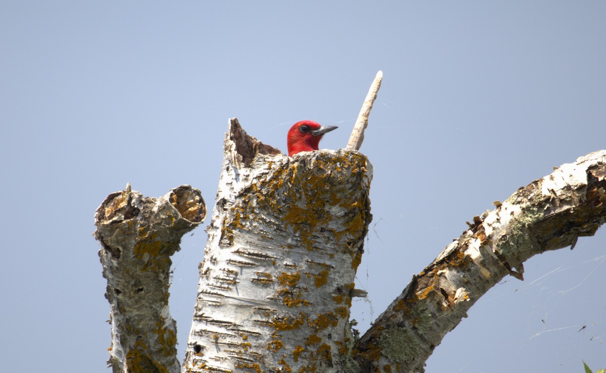 Red-headed Woodpecker - ML645291265