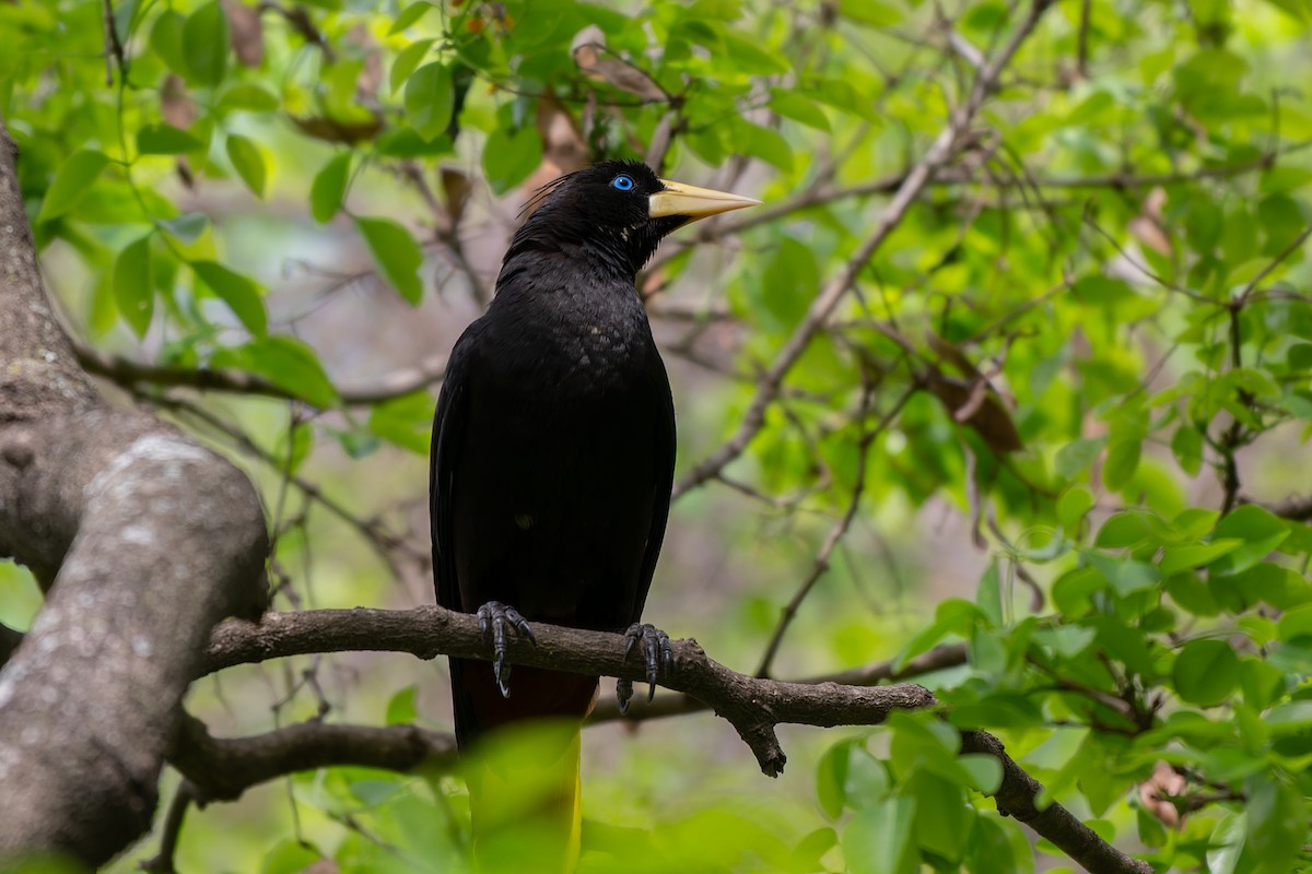 Crested Oropendola - ML645291308