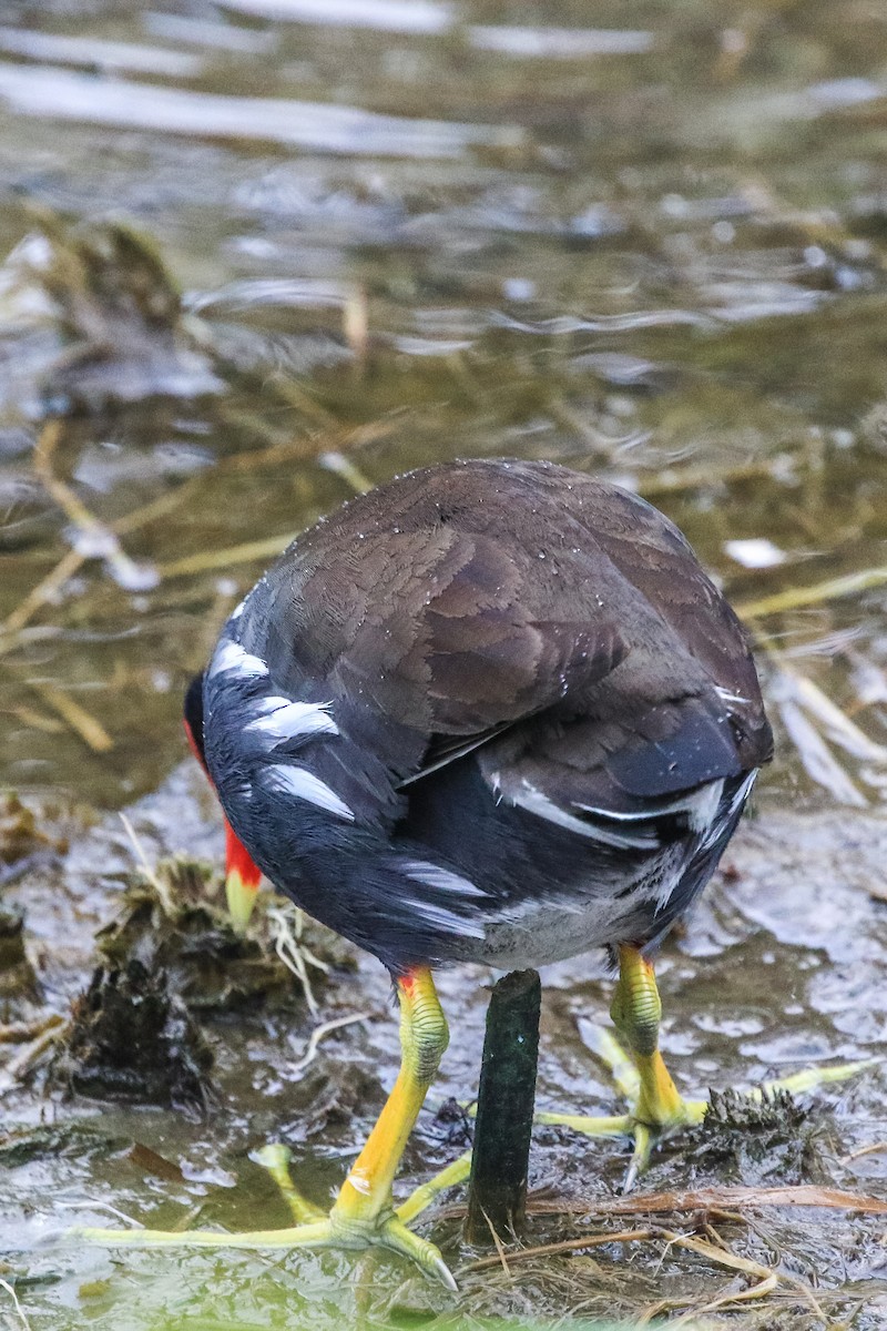 Gallinule d'Amérique - ML645291338