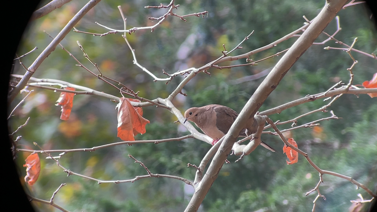 Mourning Dove - ML645291348