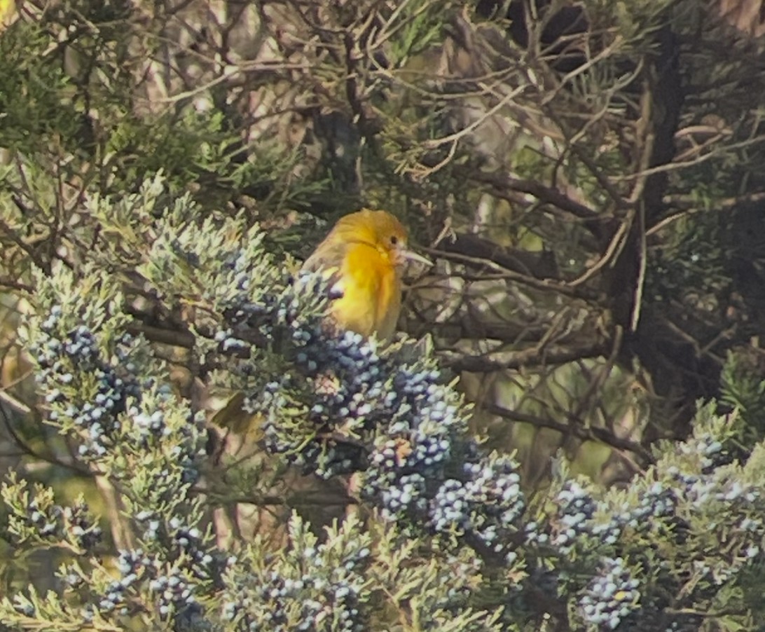 Baltimore Oriole - ML645291357