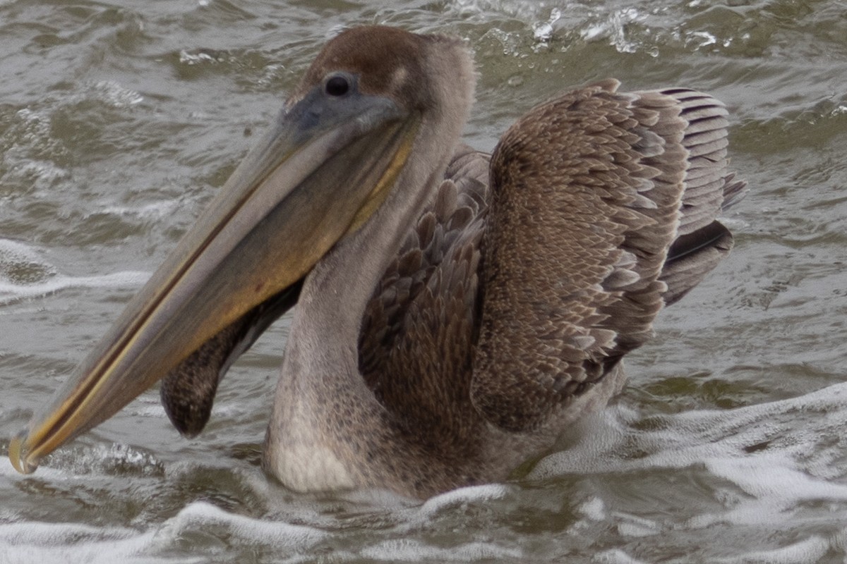 Brown Pelican - ML645291364