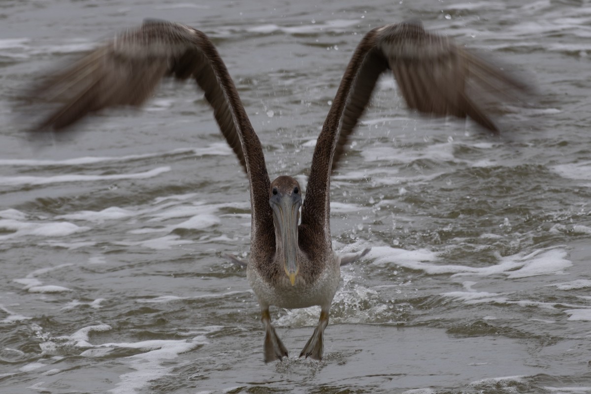 Brown Pelican - ML645291365