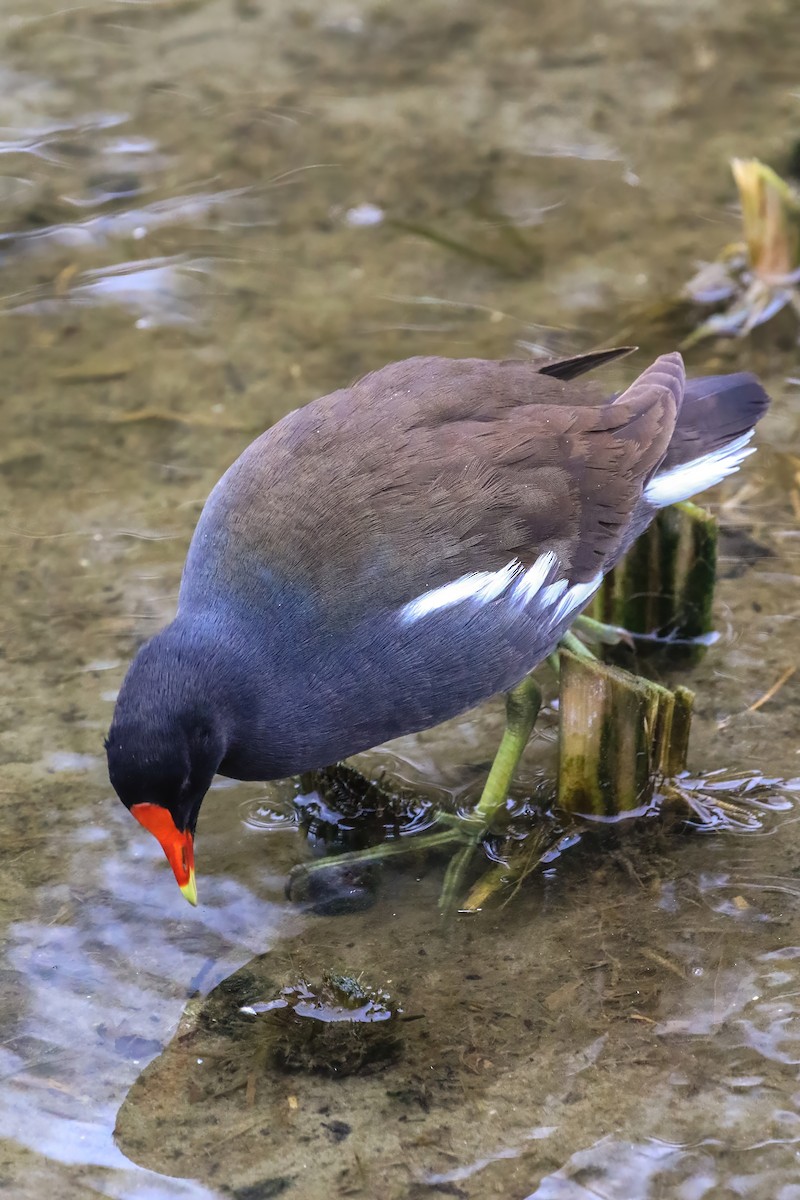 Gallinule d'Amérique - ML645291381
