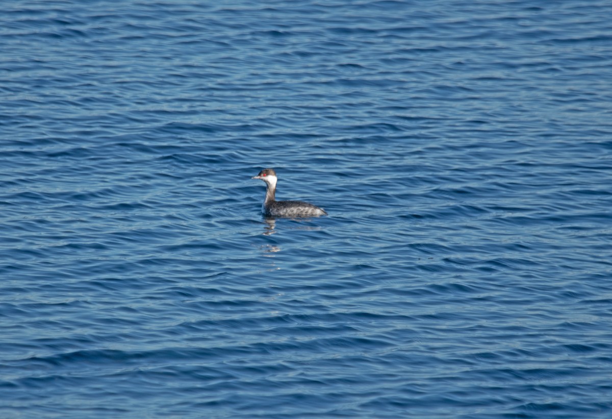 Zampullín Cuellirrojo - ML645291395