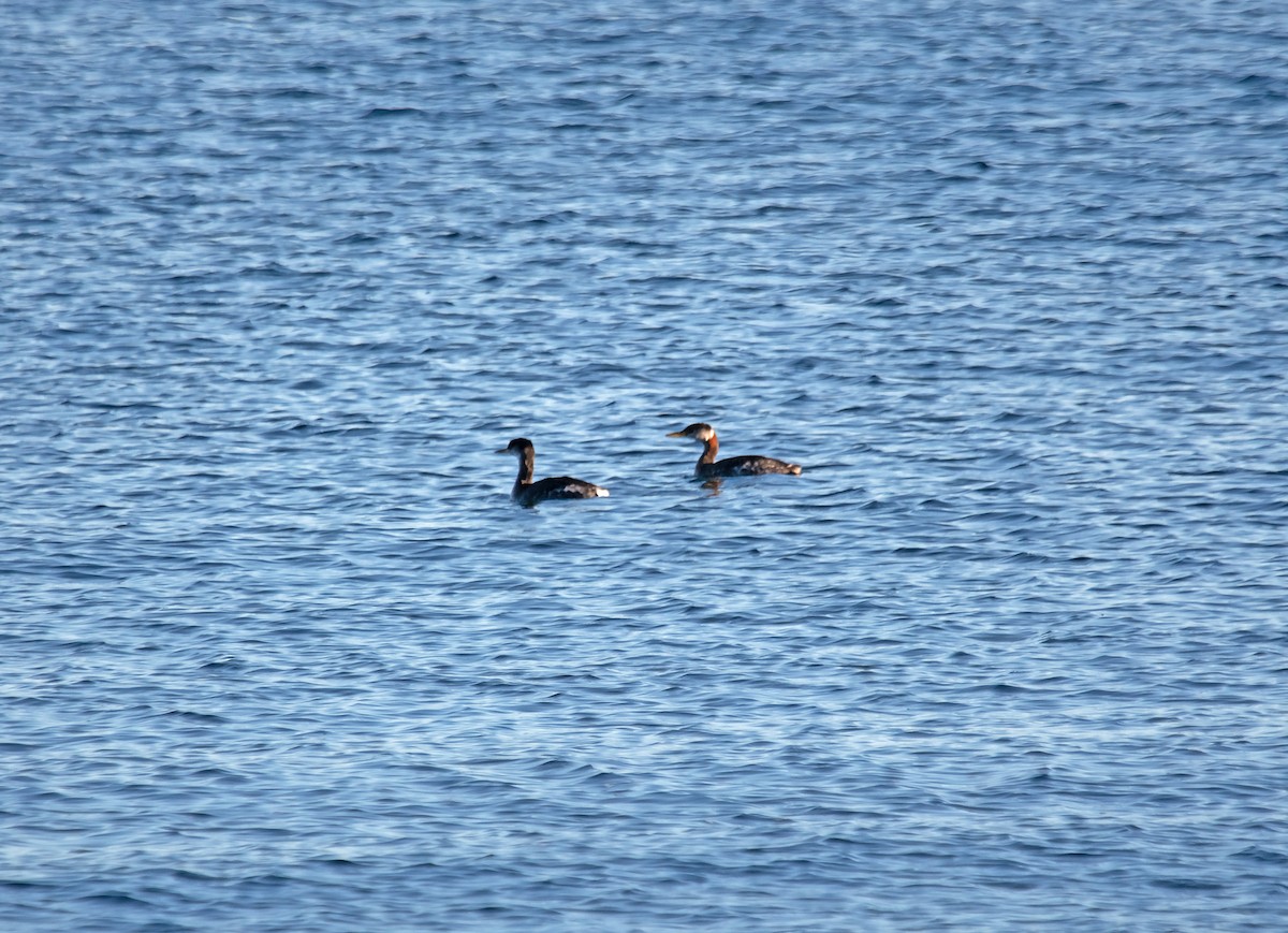 Somormujo Cuellirrojo - ML645291404