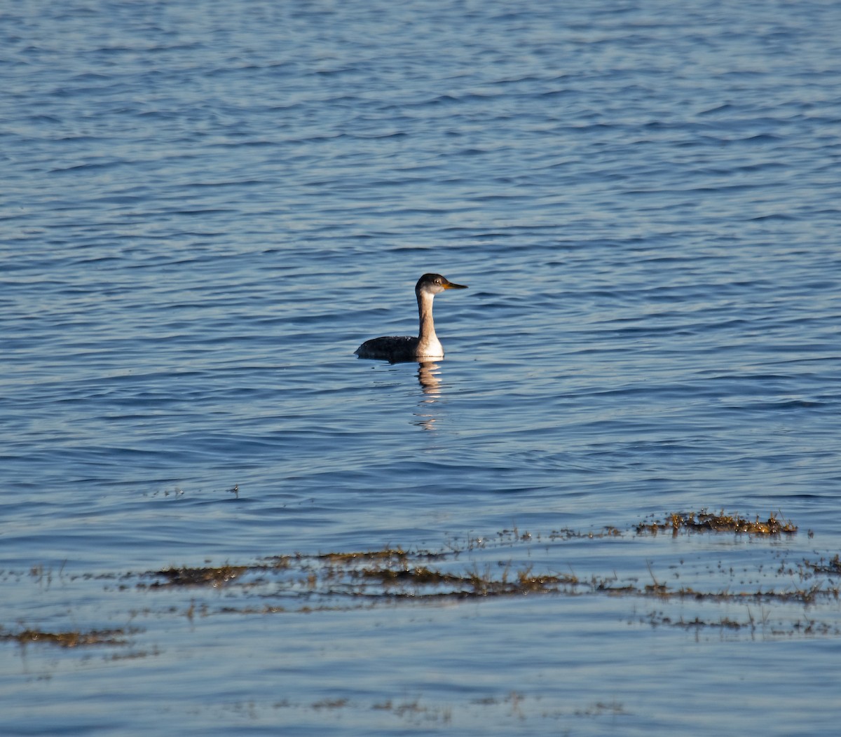 Somormujo Cuellirrojo - ML645291405