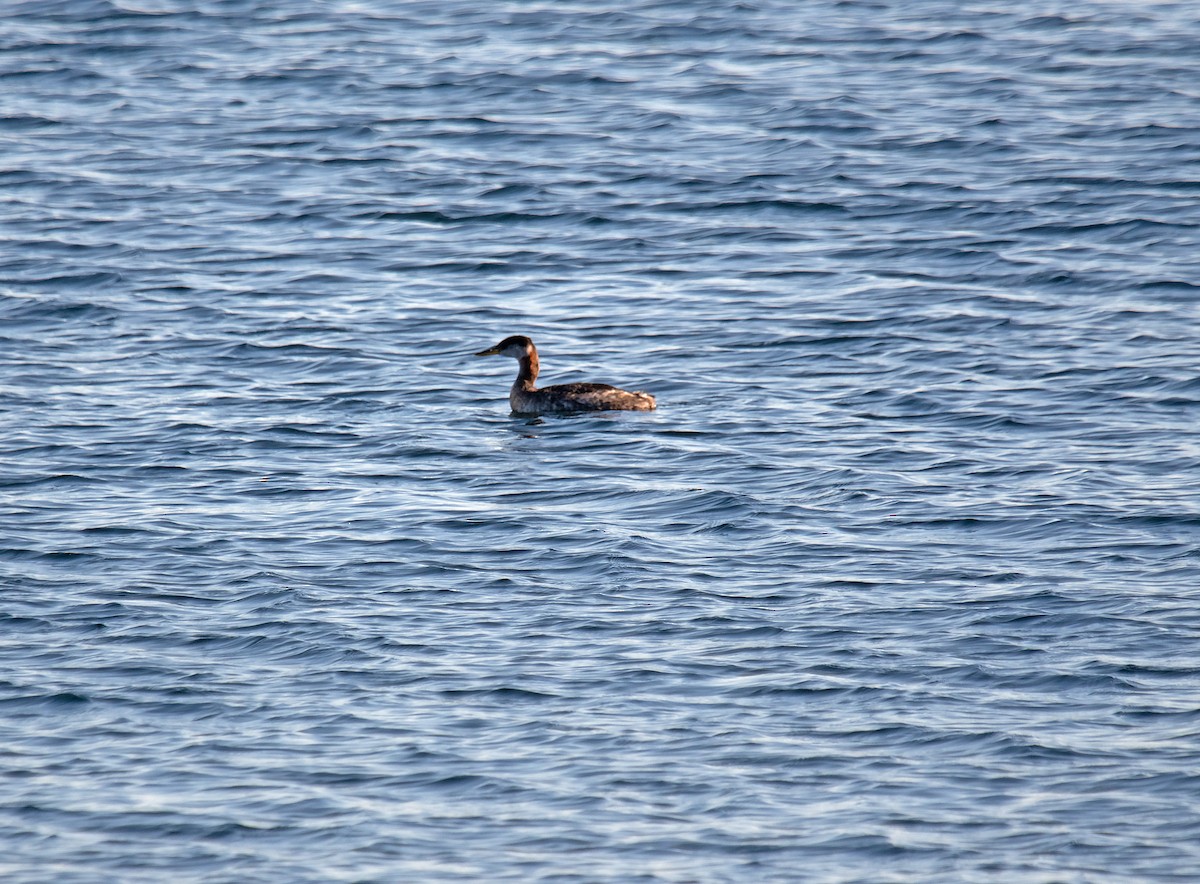 Somormujo Cuellirrojo - ML645291406