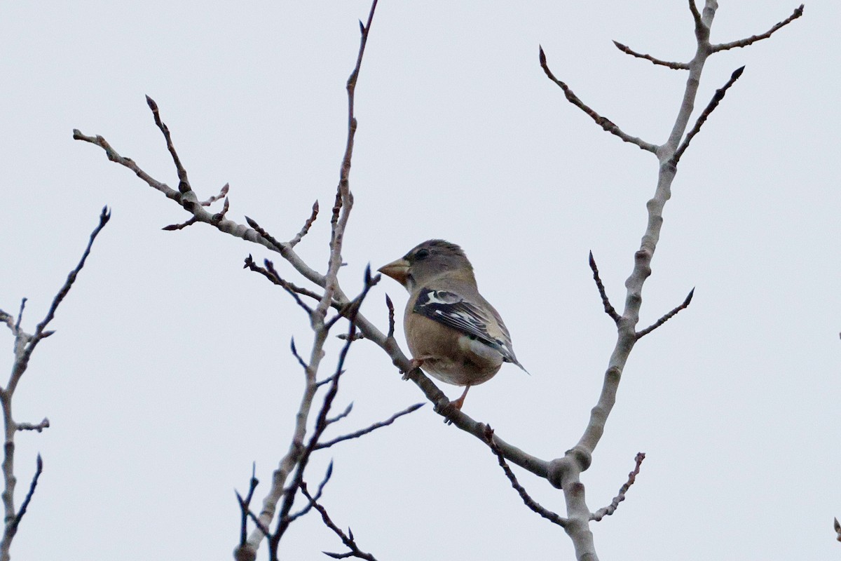 Evening Grosbeak - ML645291407