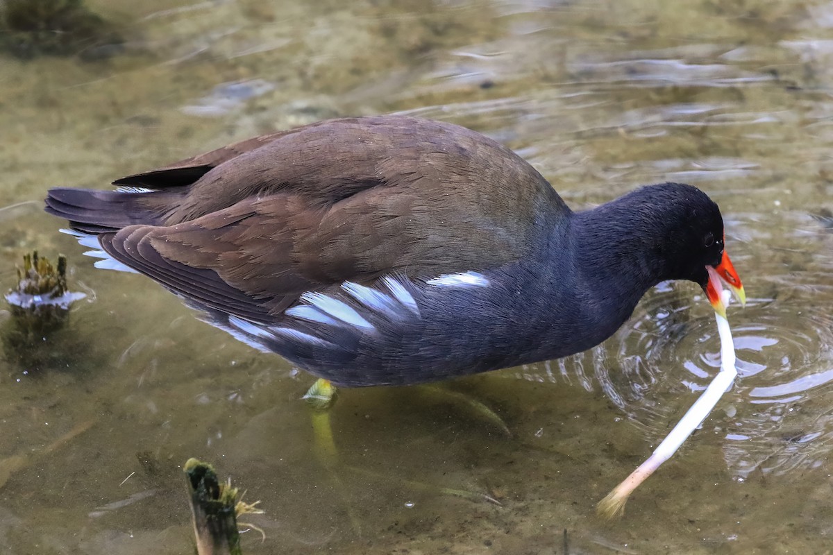 Gallinule d'Amérique - ML645291418