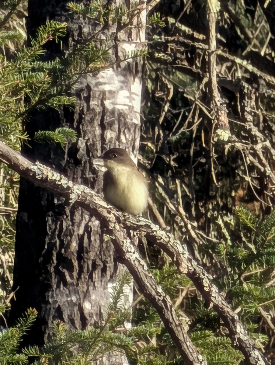 Eastern Phoebe - ML645291419