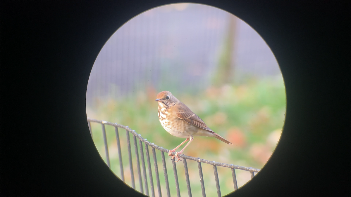 Tordo di Pallas - ML645291430