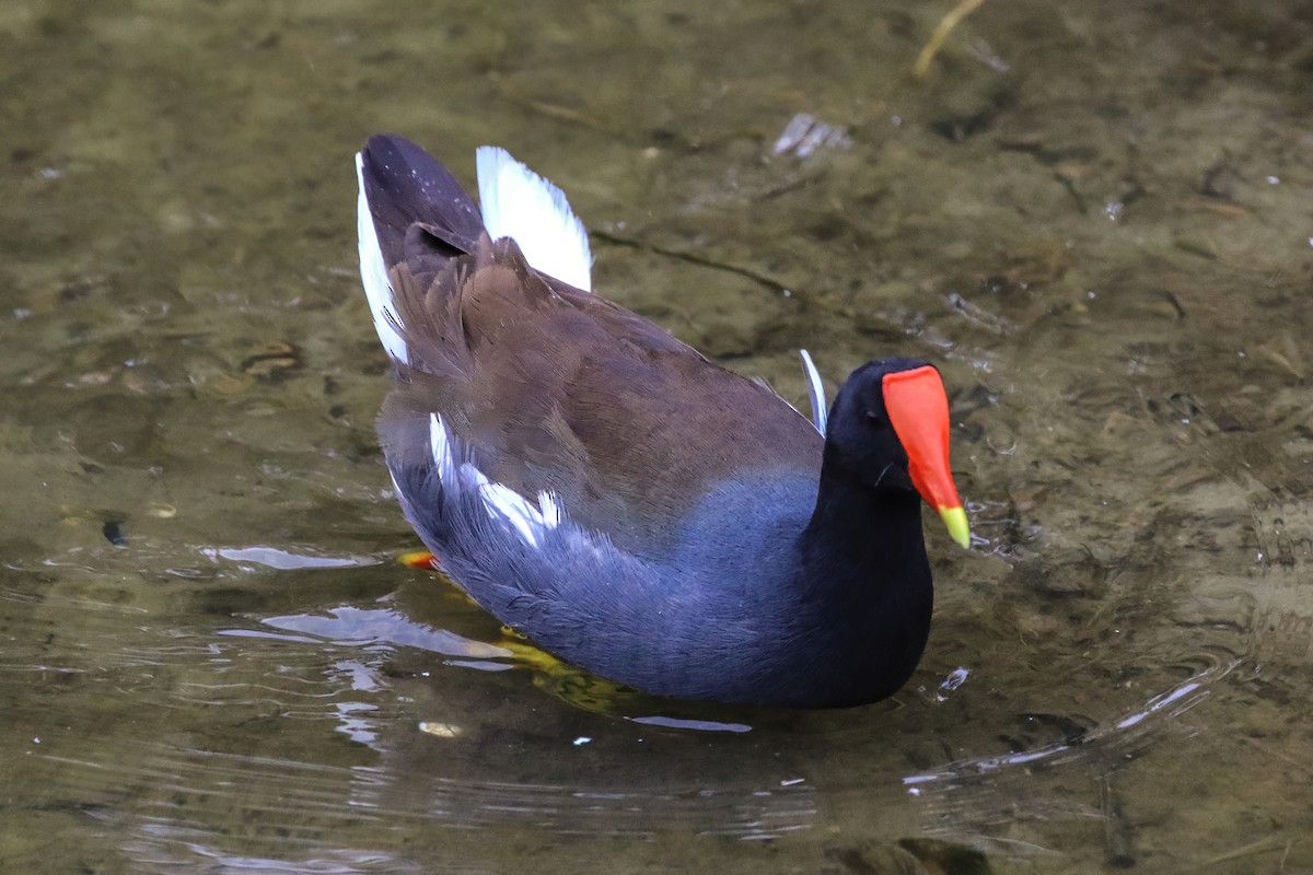 Gallinule d'Amérique - ML645291437