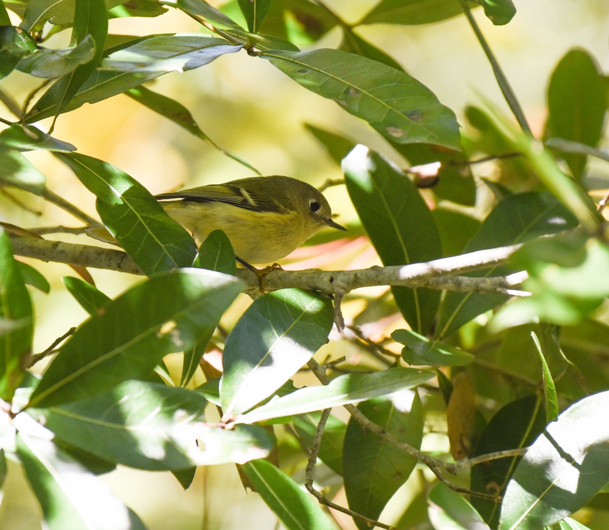Ruby-crowned Kinglet - ML645291438