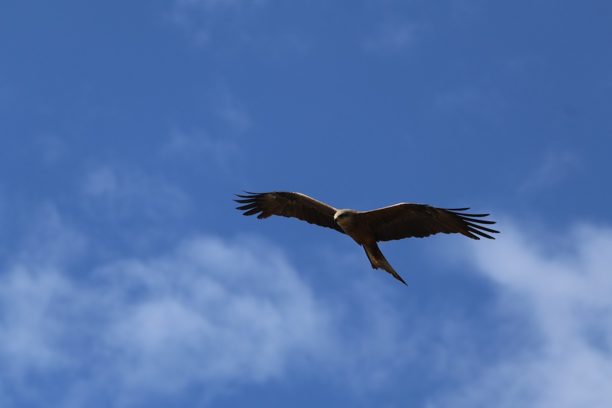 Black Kite - ML645291448