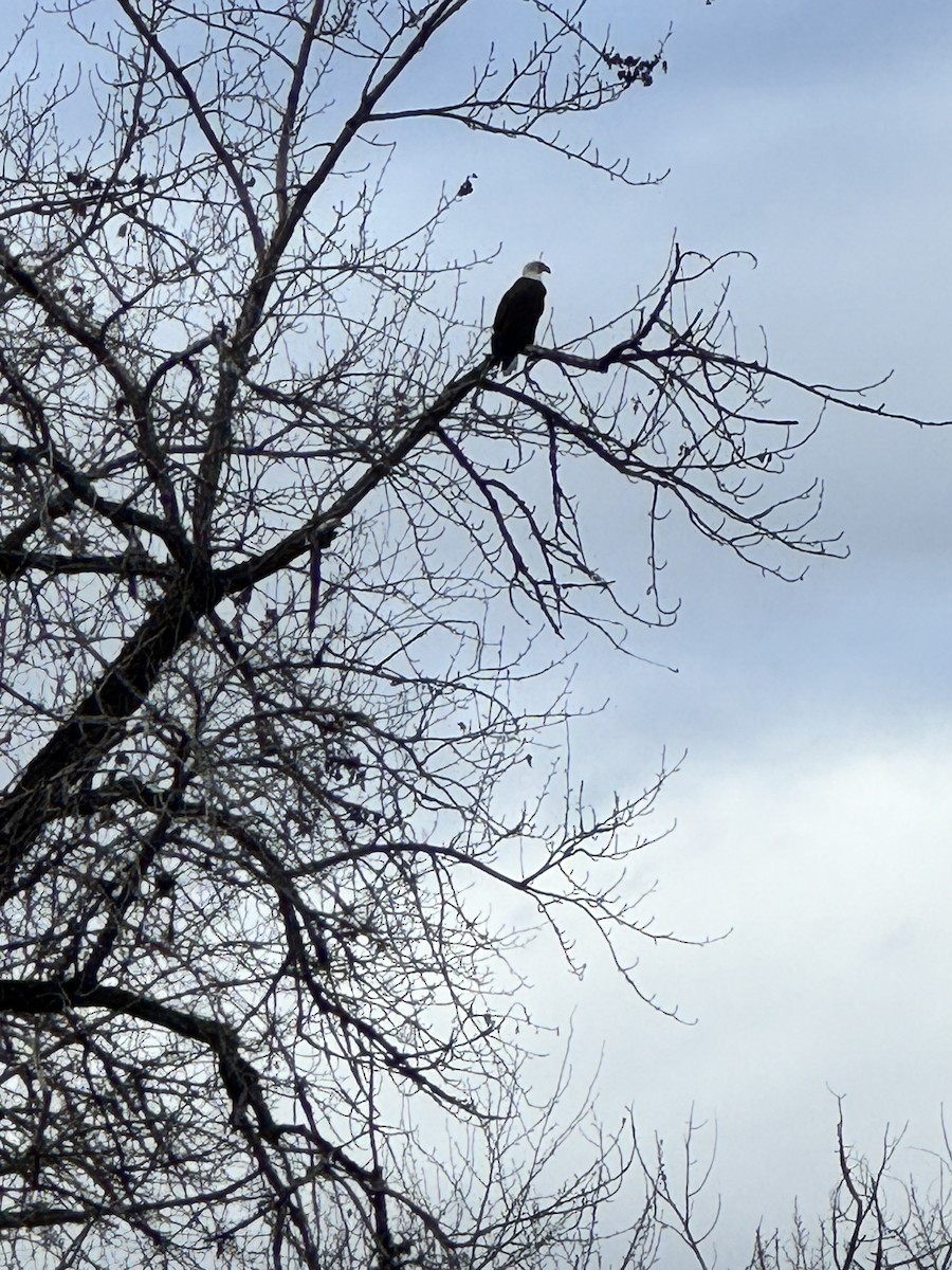 Bald Eagle - ML645291451