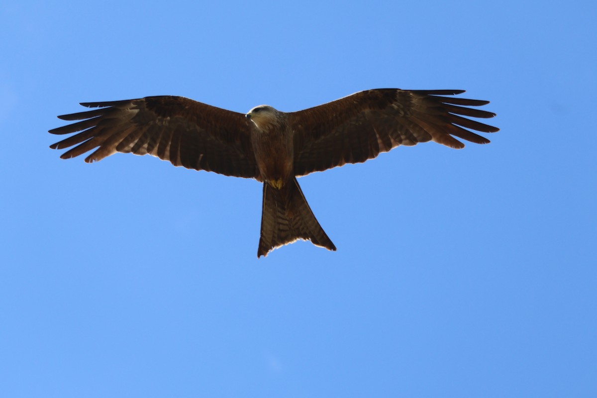Black Kite - ML645291456