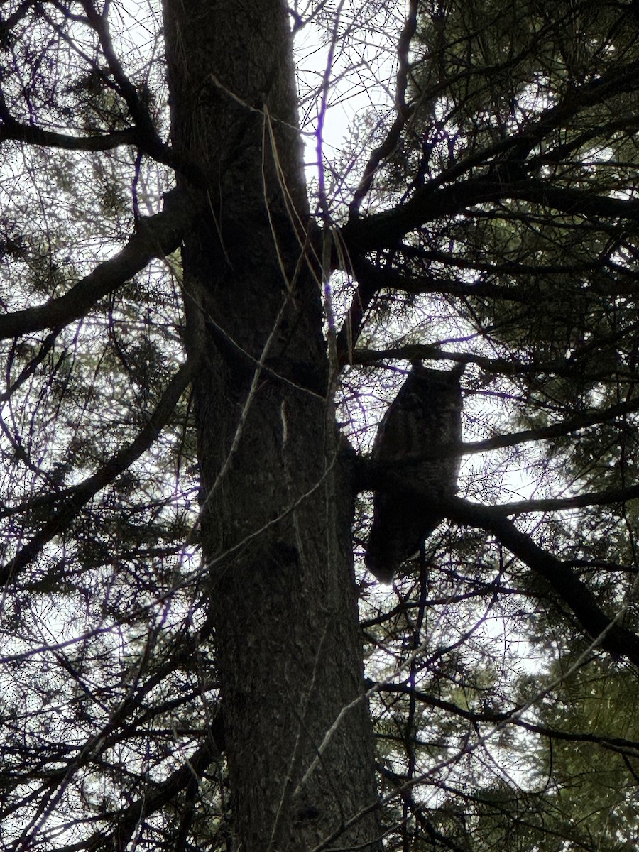 Great Horned Owl - ML645291460