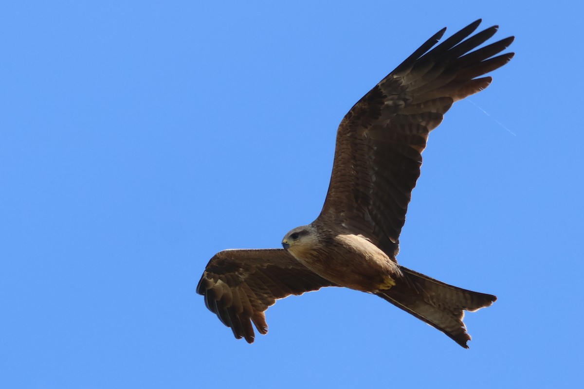 Black Kite - ML645291467