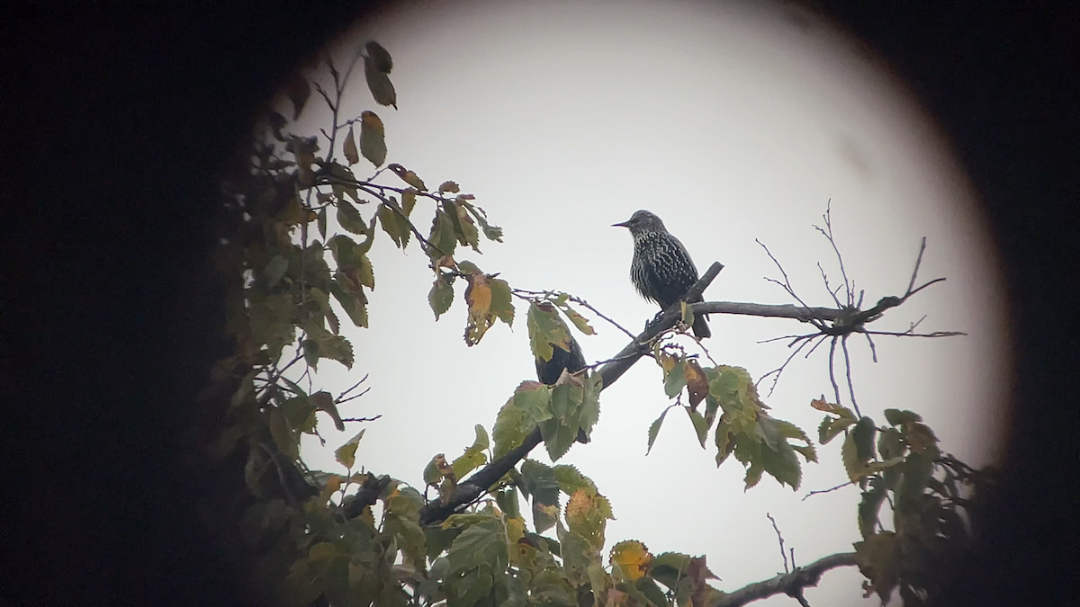 Storno - ML645291468