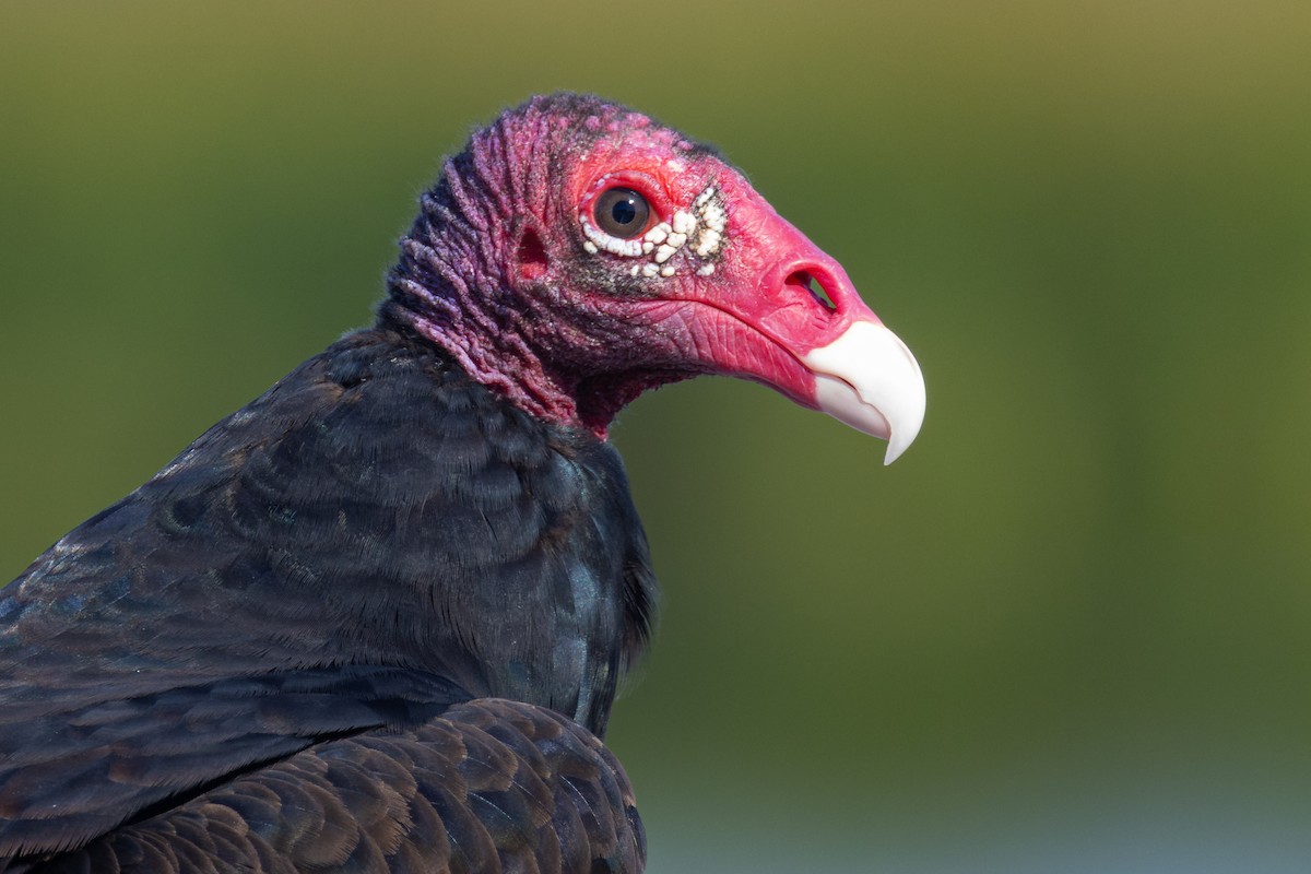Turkey Vulture - ML645291478