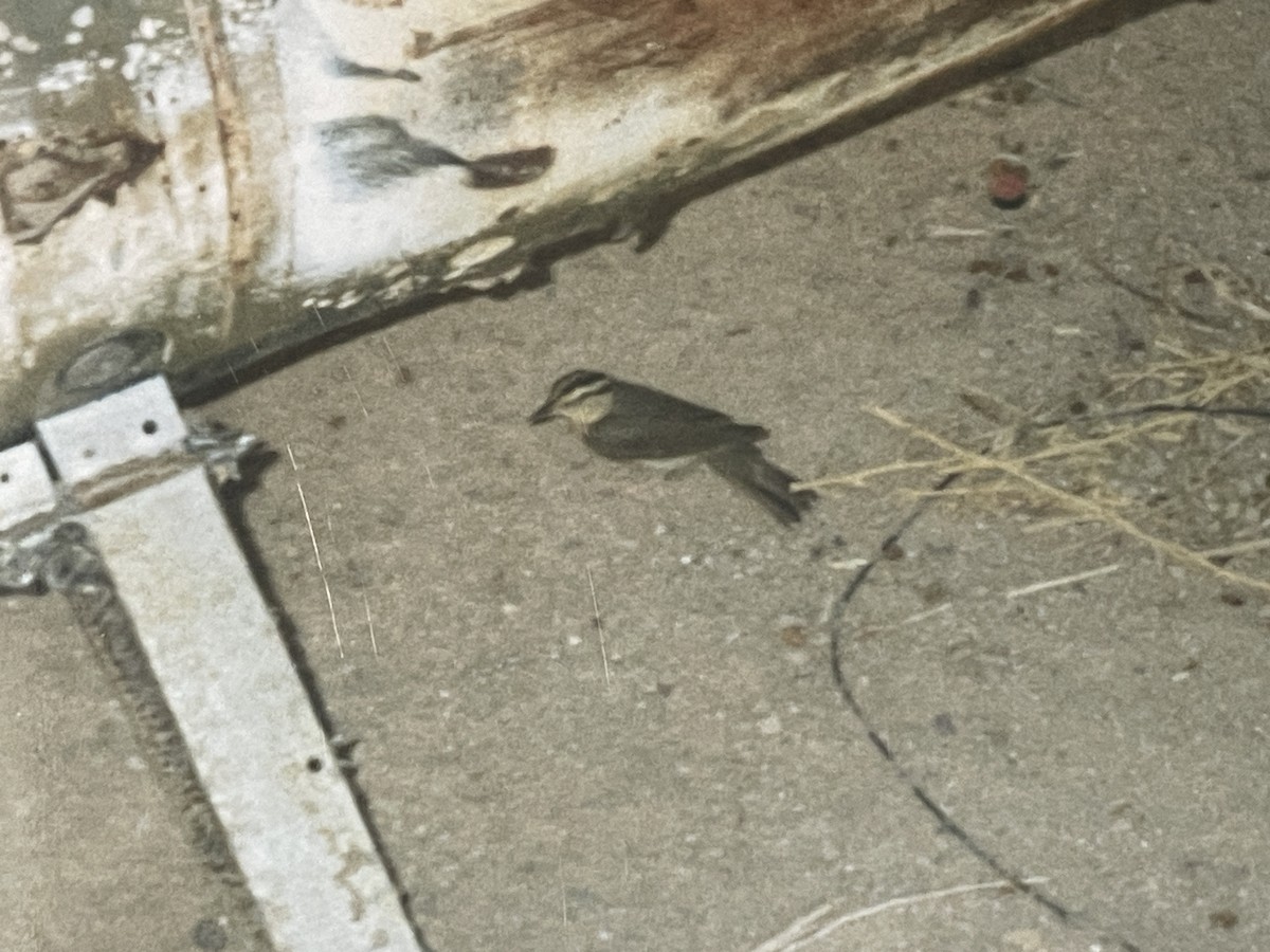 Worm-eating Warbler - ML645291482