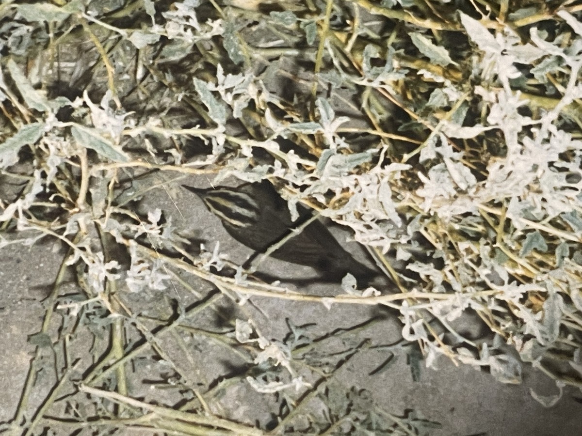 Worm-eating Warbler - ML645291484