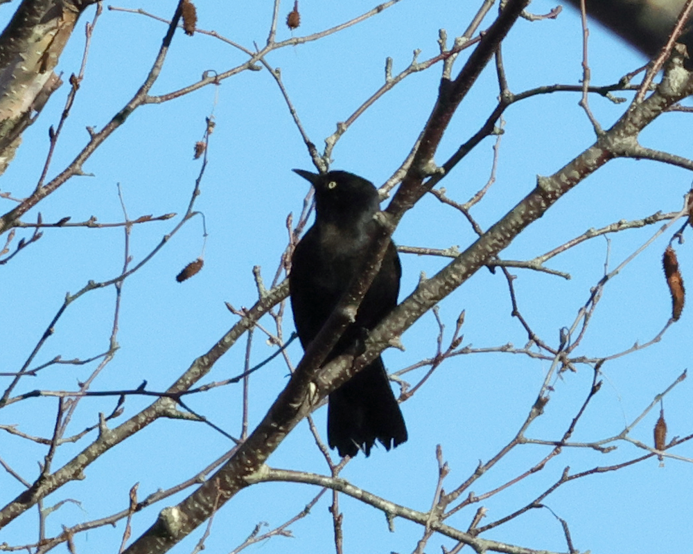 Rusty Blackbird - ML645291530