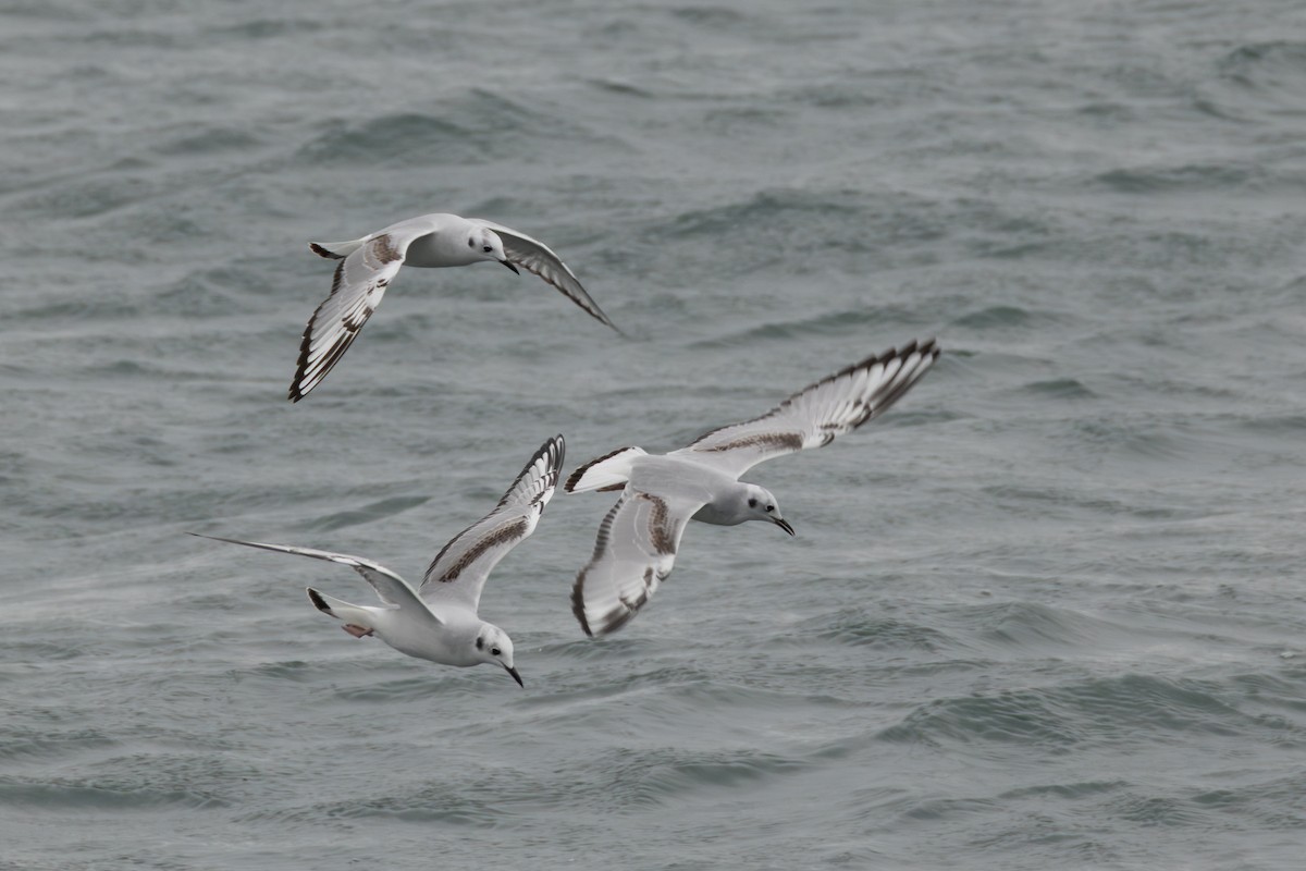 Bonaparte's Gull - ML645291533