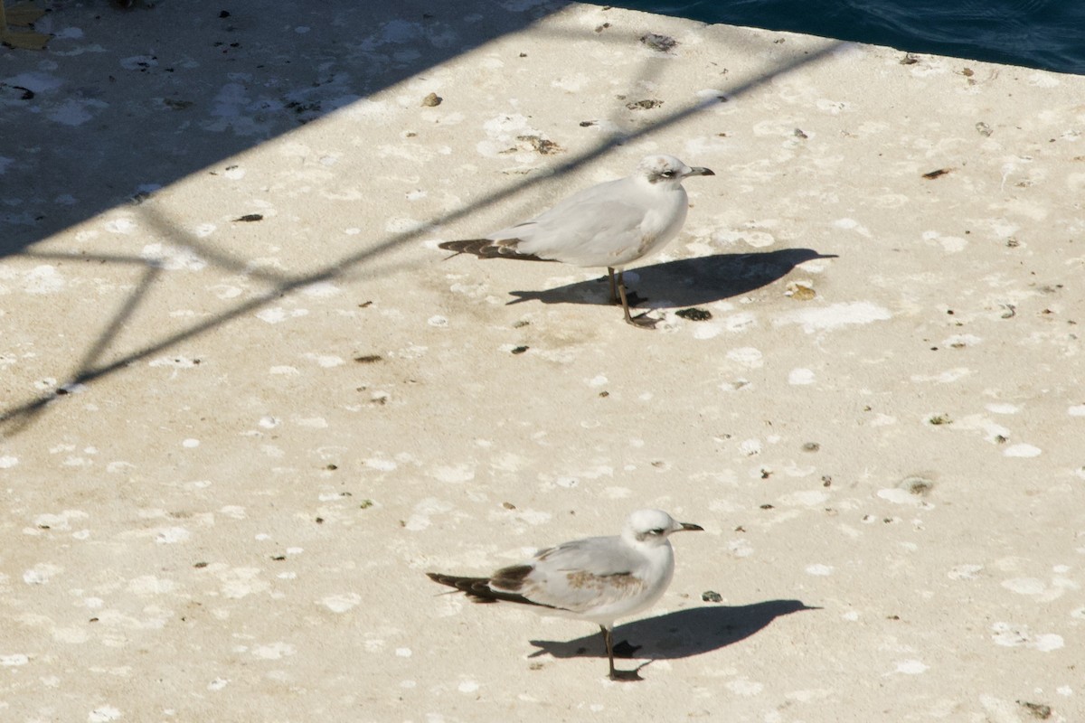 Mediterranean Gull - ML645291552