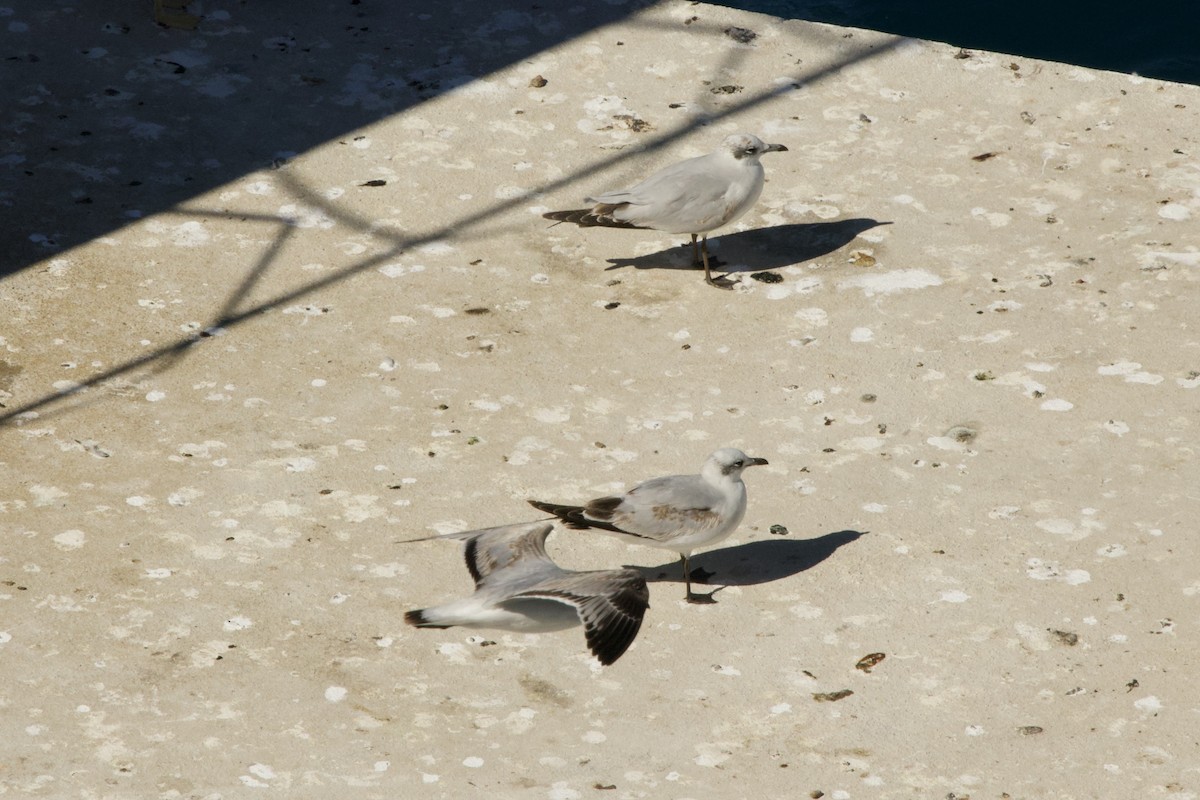 Mediterranean Gull - ML645291553