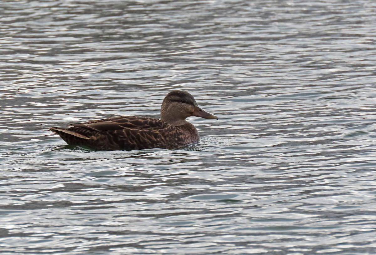 American Black Duck - ML645291555