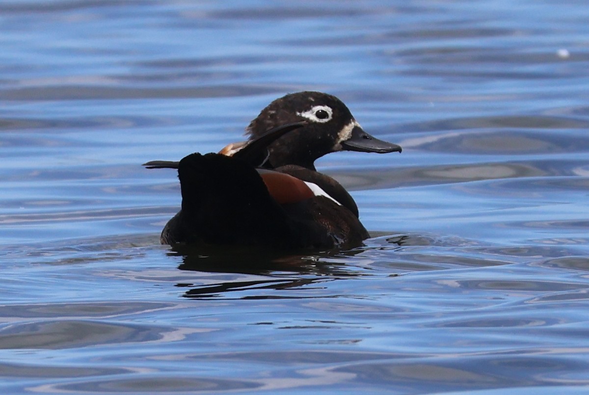 Australian Shelduck - ML645291568