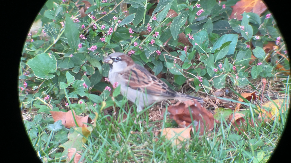 Passera oltremontana - ML645291569