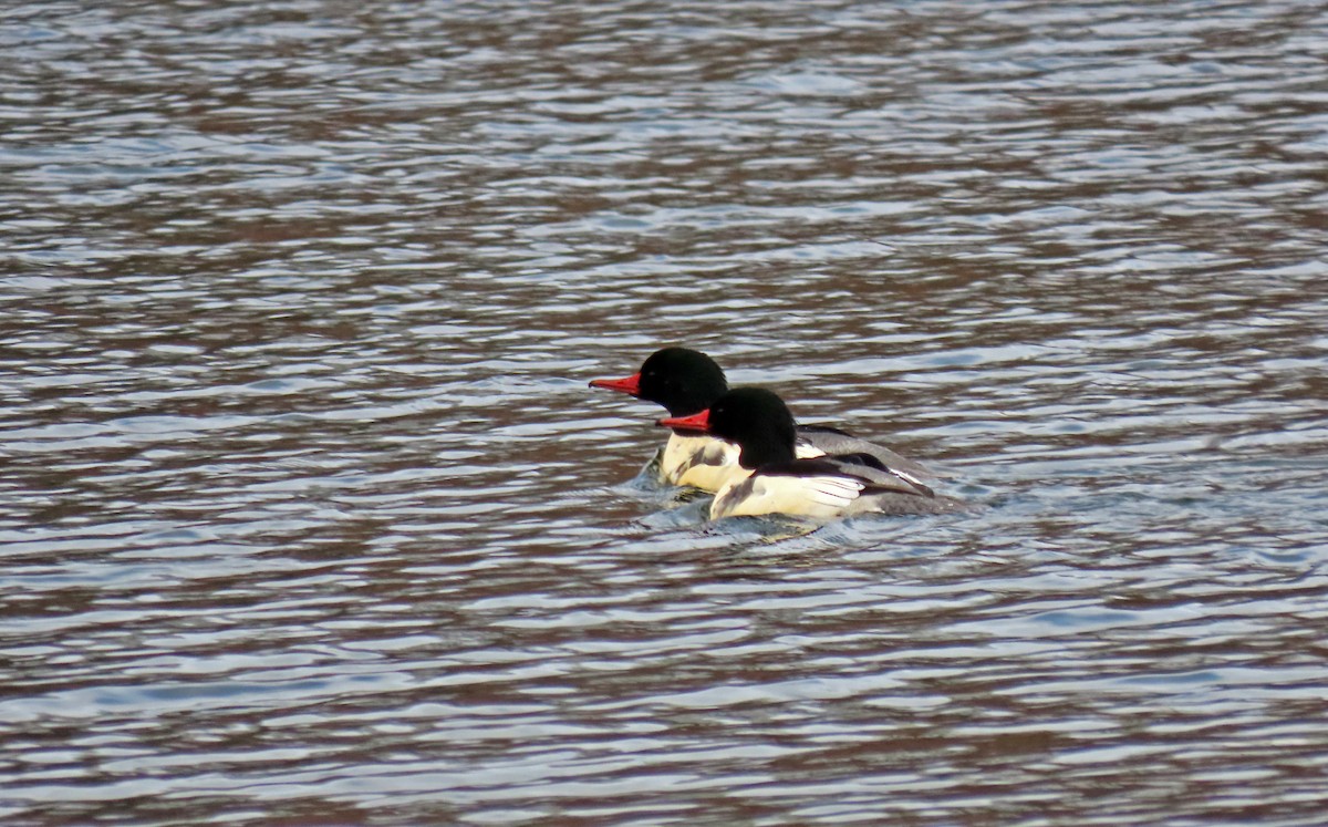 Common Merganser - ML645291578