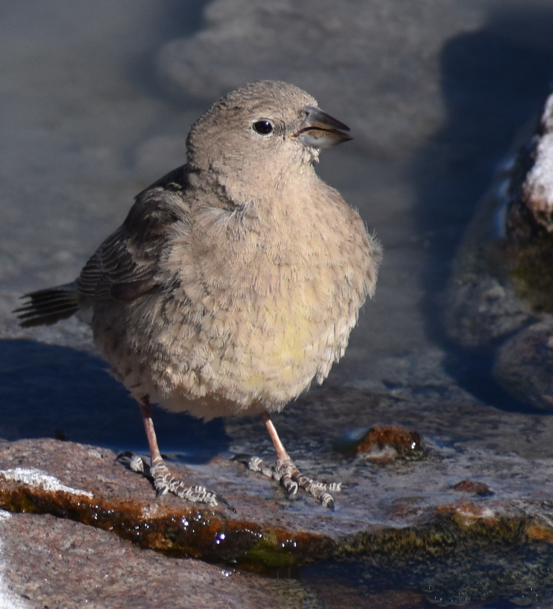 Greater Yellow-Finch - ML645291582