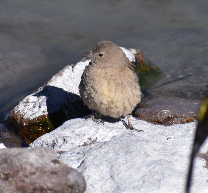 Greater Yellow-Finch - ML645291583