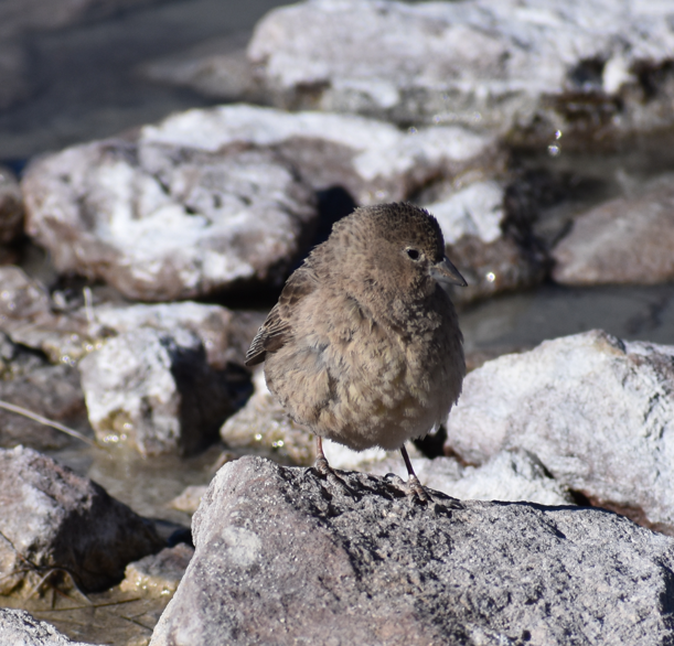 Greater Yellow-Finch - ML645291584