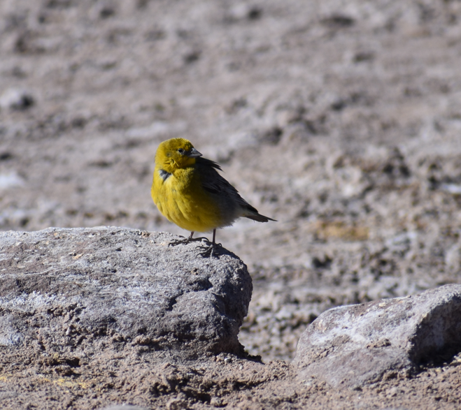Greater Yellow-Finch - ML645291585