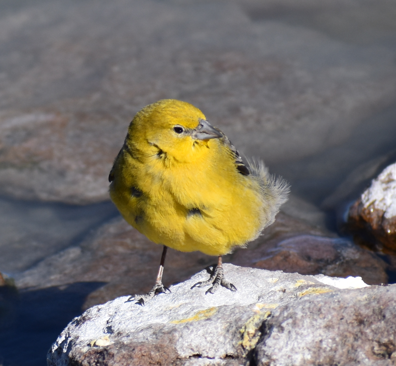 Greater Yellow-Finch - ML645291586