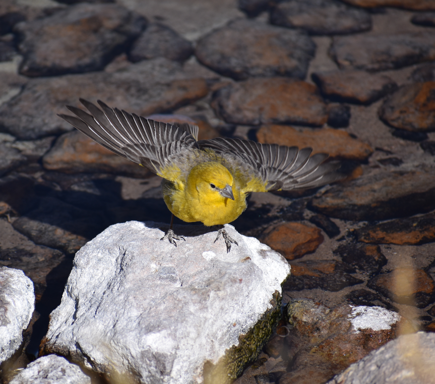 Greater Yellow-Finch - ML645291587