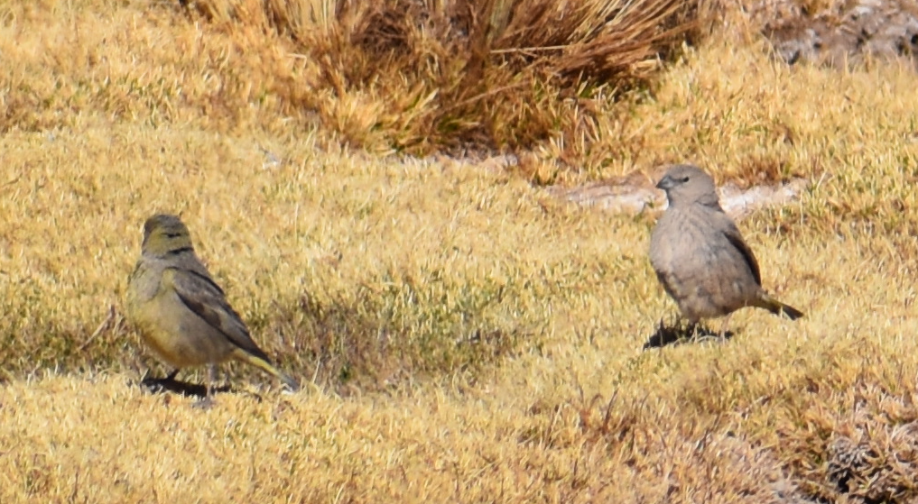 Greater Yellow-Finch - ML645291588