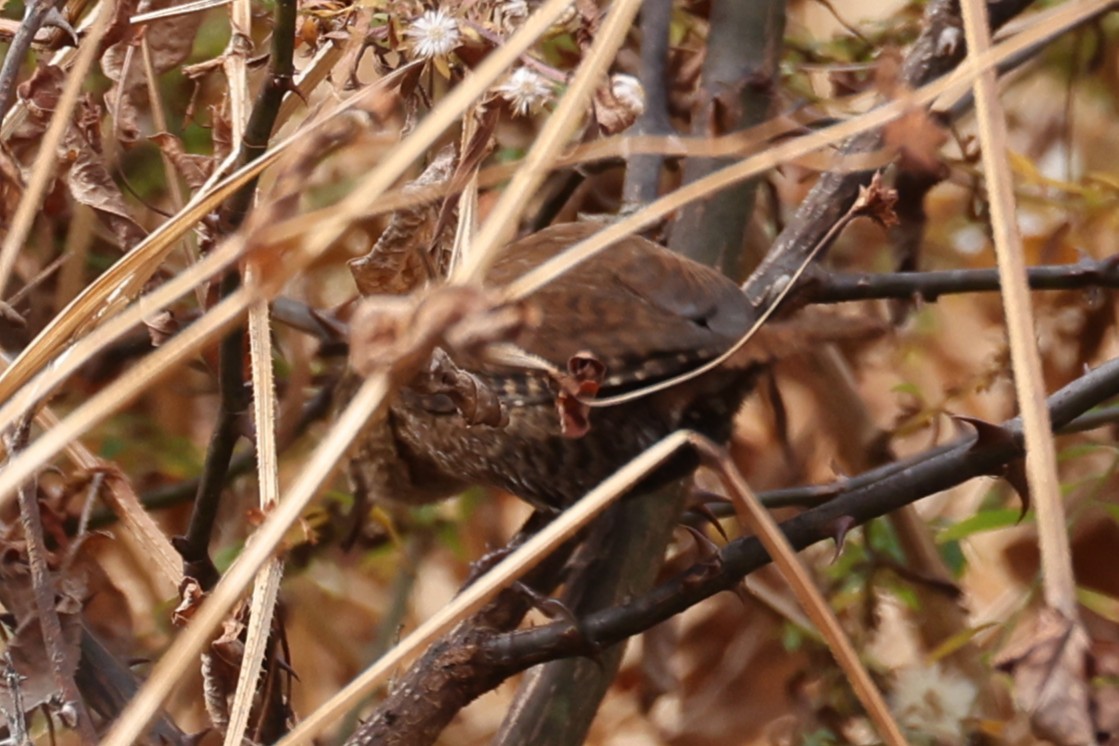 Winter Wren - ML645291589