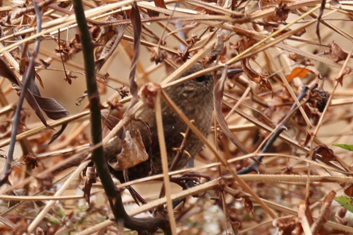 Winter Wren - ML645291590