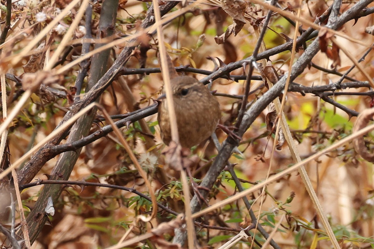 Winter Wren - ML645291591