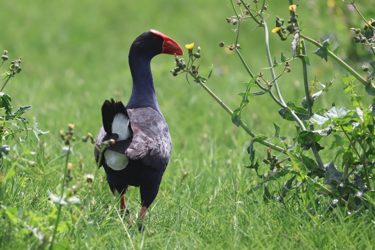 Australasian Swamphen - ML645291592