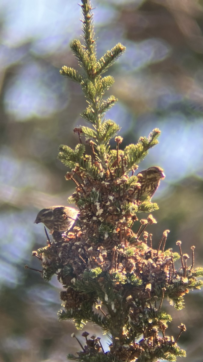 Purple Finch - ML645291597